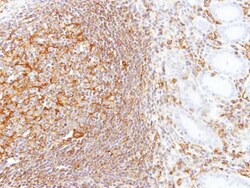 Invitrogen LBP Polyclonal Antibody 100 &mu;L; Unconjugated:Antibodies,
