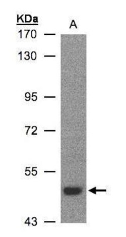 Invitrogen LBP Polyclonal Antibody 100 &mu;L; Unconjugated:Antibodies,