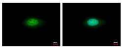 Invitrogen Annexin A7 Polyclonal Antibody 100 &mu;L; Unconjugated:Antibodies,