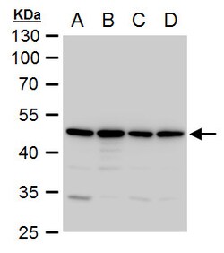 Invitrogen Annexin A7 Polyclonal Antibody 100 &mu;L; Unconjugated:Antibodies,