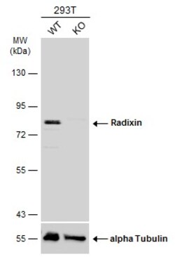 Invitrogen Radixin Polyclonal Antibody 100 &mu;L; Unconjugated:Antibodies,