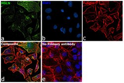 Mesothelin Polyclonal Antibody, Invitrogen 100 μL; Unconjugated:Antibodies,