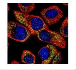 Invitrogen NCS1 Polyclonal Antibody 100 &mu;L | Buy Online | Invitrogen&trade; | Fisher Scientific