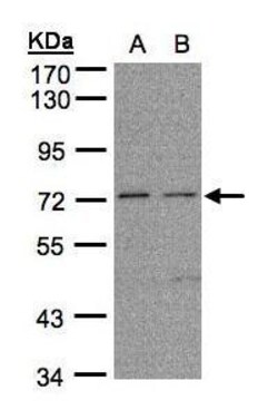 Invitrogen FLRT1 Polyclonal Antibody 100 &mu;L; Unconjugated:Antibodies,