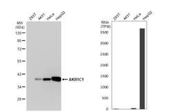 Invitrogen AKR1C1 Polyclonal Antibody 100 &mu;L; Unconjugated:Antibodies,