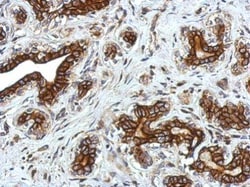 Invitrogen GLRA2 Polyclonal Antibody 100 &mu;L; Unconjugated:Antibodies,