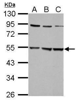 Invitrogen GLRA2 Polyclonal Antibody 100 &mu;L; Unconjugated:Antibodies,