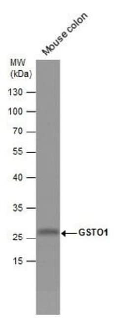 Invitrogen GST Omega 1 140A Polyclonal Antibody 100 &mu;L; Unconjugated:Antibodies,