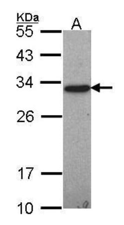 Invitrogen GST Omega 1 140A Polyclonal Antibody 100 &mu;L; Unconjugated:Antibodies,
