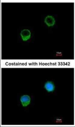 Invitrogen Bcl-X Polyclonal Antibody 100 &mu;L; Unconjugated:Antibodies,