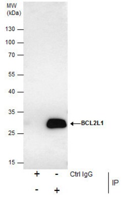 Invitrogen Bcl-X Polyclonal Antibody 100 &mu;L | Buy Online | Invitrogen&trade; | Fisher Scientific