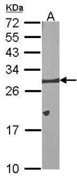 Invitrogen Bcl-X Polyclonal Antibody 100 &mu;L; Unconjugated:Antibodies,