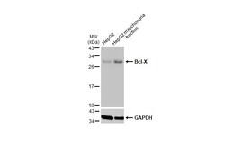 Invitrogen Bcl-X Polyclonal Antibody 100 &mu;L; Unconjugated:Antibodies,
