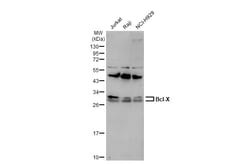 Invitrogen Bcl-X Polyclonal Antibody 100 &mu;L; Unconjugated:Antibodies,