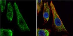Invitrogen Bcl-X Polyclonal Antibody 100 &mu;L; Unconjugated:Antibodies,