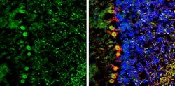 Invitrogen NCKAP1 Polyclonal Antibody 100 &mu;L; Unconjugated:Antibodies,