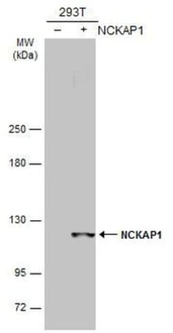 Invitrogen NCKAP1 Polyclonal Antibody 100 &mu;L; Unconjugated:Antibodies,