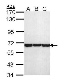 Invitrogen TCP-1 theta Polyclonal Antibody 100 &mu;L; Unconjugated:Antibodies,