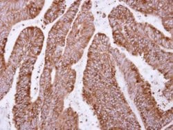 Invitrogen OSGEP Polyclonal Antibody 100 &mu;L; Unconjugated:Antibodies,