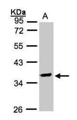 Invitrogen OSGEP Polyclonal Antibody 100 &mu;L; Unconjugated:Antibodies,