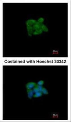 Invitrogen SUOX Polyclonal Antibody 100 &mu;L; Unconjugated:Antibodies,
