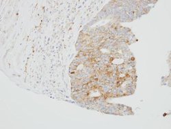 Invitrogen SUOX Polyclonal Antibody 100 &mu;L; Unconjugated:Antibodies,