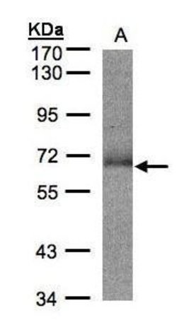 Invitrogen SUOX Polyclonal Antibody 100 &mu;L; Unconjugated:Antibodies,