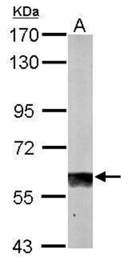 Invitrogen SUOX Polyclonal Antibody 100 &mu;L; Unconjugated:Antibodies,