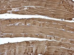 Invitrogen Calsequestrin 2 Polyclonal Antibody 100 &mu;L; Unconjugated:Antibodies,