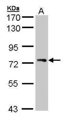 Invitrogen STAM Polyclonal Antibody 100 &mu;L; Unconjugated:Antibodies,
