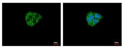 Invitrogen DCAMKL2 Polyclonal Antibody 100 &mu;L; Unconjugated:Antibodies,