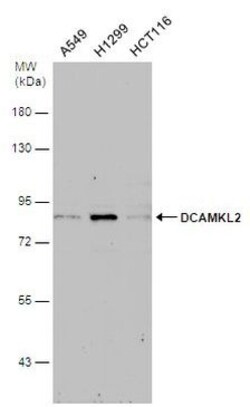Invitrogen DCAMKL2 Polyclonal Antibody 100 &mu;L; Unconjugated:Antibodies,