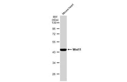 Invitrogen WNT11 Polyclonal Antibody 100 &mu;L | Buy Online | Invitrogen&trade; | Fisher Scientific