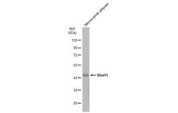 Invitrogen WNT11 Polyclonal Antibody 100 &mu;L | Buy Online | Invitrogen&trade; | Fisher Scientific