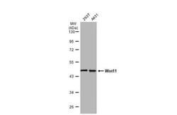 Invitrogen WNT11 Polyclonal Antibody 100 &mu;L | Buy Online | Invitrogen&trade; | Fisher Scientific