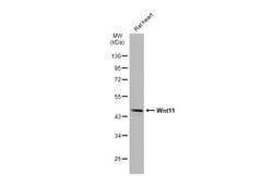 Invitrogen WNT11 Polyclonal Antibody 100 &mu;L | Buy Online | Invitrogen&trade; | Fisher Scientific