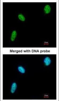 Invitrogen DDX39 Polyclonal Antibody 100 μL; Unconjugated:Antibodies,