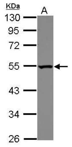 Invitrogen DDX39 Polyclonal Antibody 100 μL; Unconjugated:Antibodies,