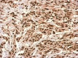 Invitrogen UTP6 Polyclonal Antibody 100 &mu;L; Unconjugated:Antibodies,