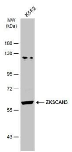 ZNF306 Polyclonal Antibody:Antibodies, Polyclonal