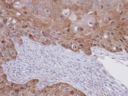 Invitrogen IDI1 Polyclonal Antibody 100 &mu;L; Unconjugated:Antibodies,