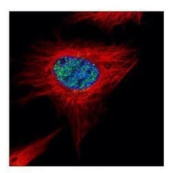 Invitrogen POLR3A Polyclonal Antibody 100 &mu;L; Unconjugated:Antibodies,
