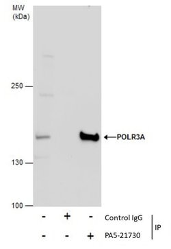 Invitrogen POLR3A Polyclonal Antibody 100 &mu;L; Unconjugated:Antibodies,
