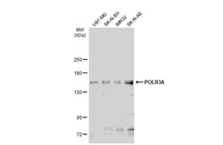 Invitrogen POLR3A Polyclonal Antibody 100 &mu;L; Unconjugated:Antibodies,