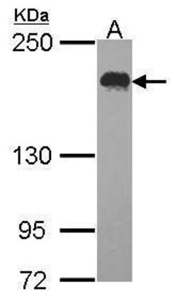 Invitrogen USP47 Polyclonal Antibody 100 &mu;L; Unconjugated:Antibodies,