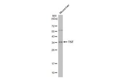 Invitrogen TST Polyclonal Antibody 100 &mu;L; Unconjugated:Antibodies,