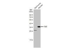 Invitrogen TST Polyclonal Antibody 100 &mu;L; Unconjugated:Antibodies,