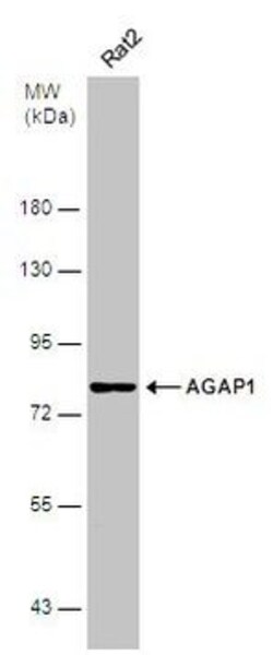 Invitrogen AGAP1 Polyclonal Antibody 100 &mu;L; Unconjugated:Antibodies,