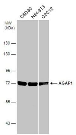 Invitrogen AGAP1 Polyclonal Antibody 100 &mu;L; Unconjugated:Antibodies,