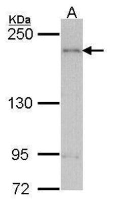 Invitrogen ARAP1 Polyclonal Antibody 100 &mu;L; Unconjugated:Antibodies,